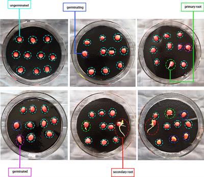An RGB image dataset for seed germination prediction and vigor detection - maize